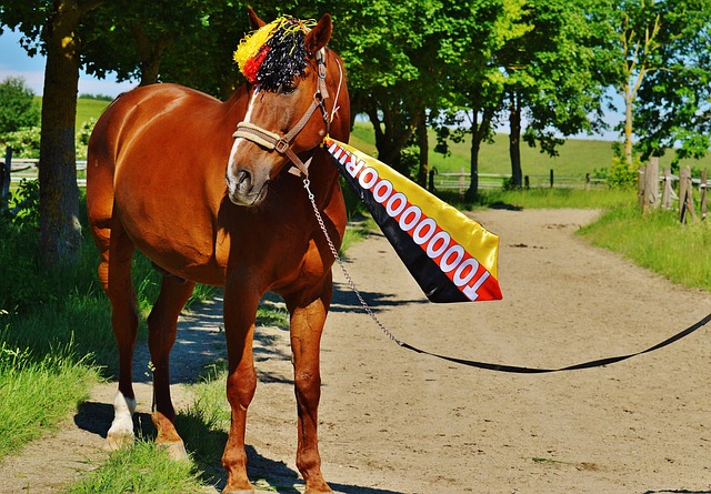 地的运动员 地的运动员